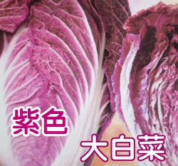 紫色包心大白菜種子