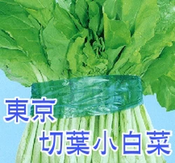 日本切葉小白菜種子