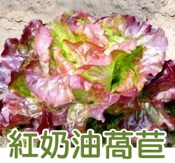 波士頓紅奶油萵苣(紅葉)
