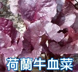 荷蘭牛血菜種子～紅酸模生食沙拉（約35粒）