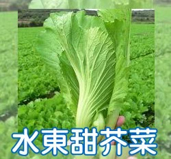 水東甜芥菜種子（約300粒）