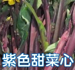 紫色甜菜心種子（約200粒）