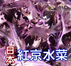 日本紅京水菜種子（約250粒）