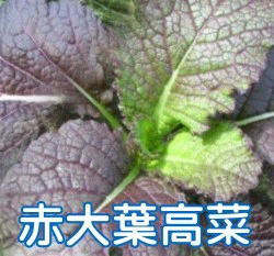 日本赤大葉高菜 (大葉芥菜)種子~約300粒