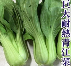 巨無霸耐熱青江菜種子（約320粒）