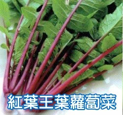 紅葉王葉蘿蔔菜種子（約90粒）