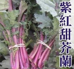紫紅甜芥蘭菜種子(紅芥藍)（約150粒）