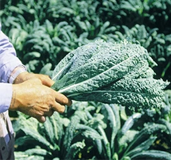 恐龍羽衣甘藍種子Kale(義大利名菜)