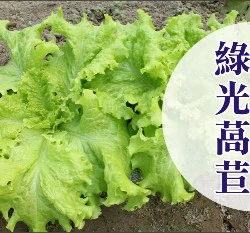 綠光萵苣種子~約100粒