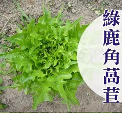綠鹿角萵苣種子~約90粒
