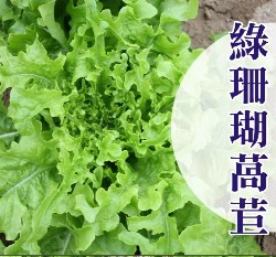 綠珊瑚萵苣種子~約120粒
