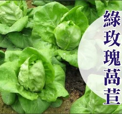 綠玫瑰萵苣種子~約70粒