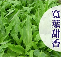 寬葉甜香萵苣種子~約80粒