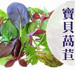 「Baby leaf」綜合寶貝萵苣種子~約80粒
