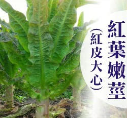 紅葉嫩莖萵苣種子~約110粒