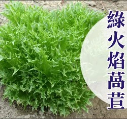 綠火焰萵苣種子~約70粒