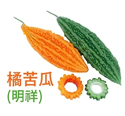 橘苦瓜 「明祥」種子