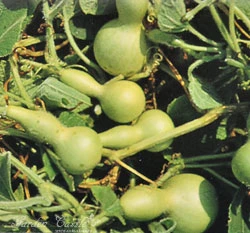 葫蘆(迷你果)