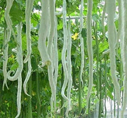 蛇瓜種子~Snake Gourd