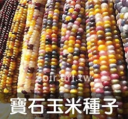 琉璃寶石玉米種子Glass Gem Corn 文玩玉米
