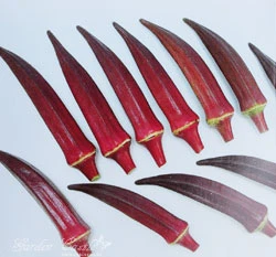 紅色黃秋葵(麗朱)~Okra~種子