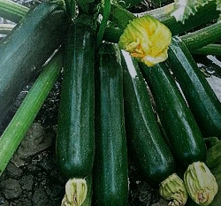 夏南瓜-綠櫛瓜(輝青)種子summer squash