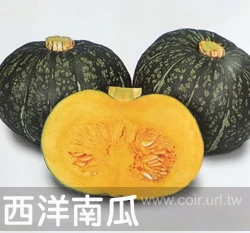 西洋南瓜-千歲栗子南瓜種子