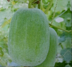 迷你冬瓜(清心)種子~Wax Gourd