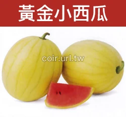 黃金小西瓜種子 Watermelon