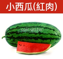 小西瓜-紅肉種子 Watermelon