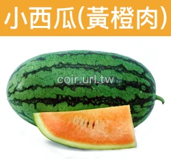 小西瓜-黃橙肉種子 Watermelon