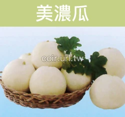 美濃瓜種子(香瓜 東方甜瓜) Melon