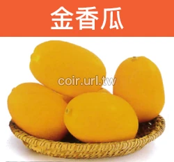 金香瓜種子(金甜瓜) Melon