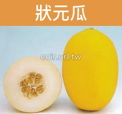 狀元瓜種子(黃甜瓜) Melon