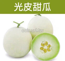 光皮甜瓜種子(美濃瓜) Melon
