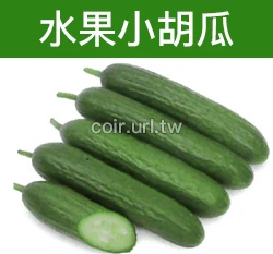 水果小胡瓜種子(水果小黃瓜-全雌) Cucumber