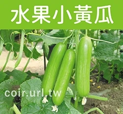 白精靈水果小黃瓜種子(全雌小黃瓜 小胡瓜) Cucumber