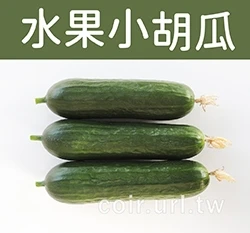 綠精靈水果小黃瓜種子(全雌小黃瓜 小胡瓜) Cucumber