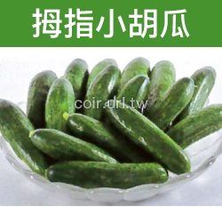 拇指小胡瓜種子(拇指小黃瓜) Cucumber