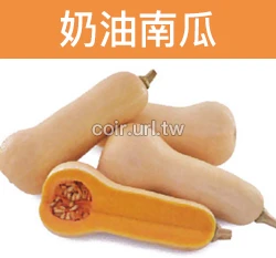 奶油南瓜種子 Squash