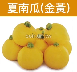 黃球櫛瓜.夏南瓜種子 Summer Squash 節瓜
