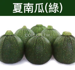 綠球櫛瓜.夏南瓜種子 Summer Squash 節瓜