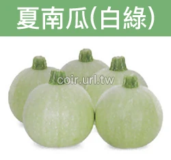 白球櫛瓜.夏南瓜種子 Summer Squash 節瓜