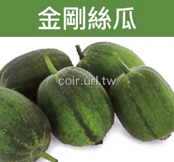 金剛絲瓜種子 Sponge Gourd 菜瓜