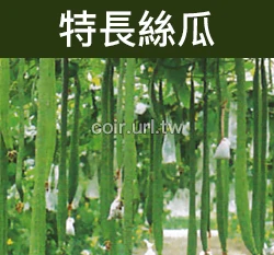 特長絲瓜種子 Sponge Gourd 特長菜瓜