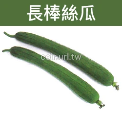 長棒絲瓜種子 Sponge Gourd 長棒菜瓜