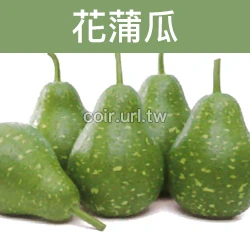 花蒲種子 Bottle Gourd 花蒲瓜