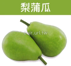梨蒲種子 Bottle Gourd 蒲瓜