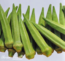 黃秋葵~Okra~種子