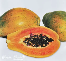 木瓜種子Papaya